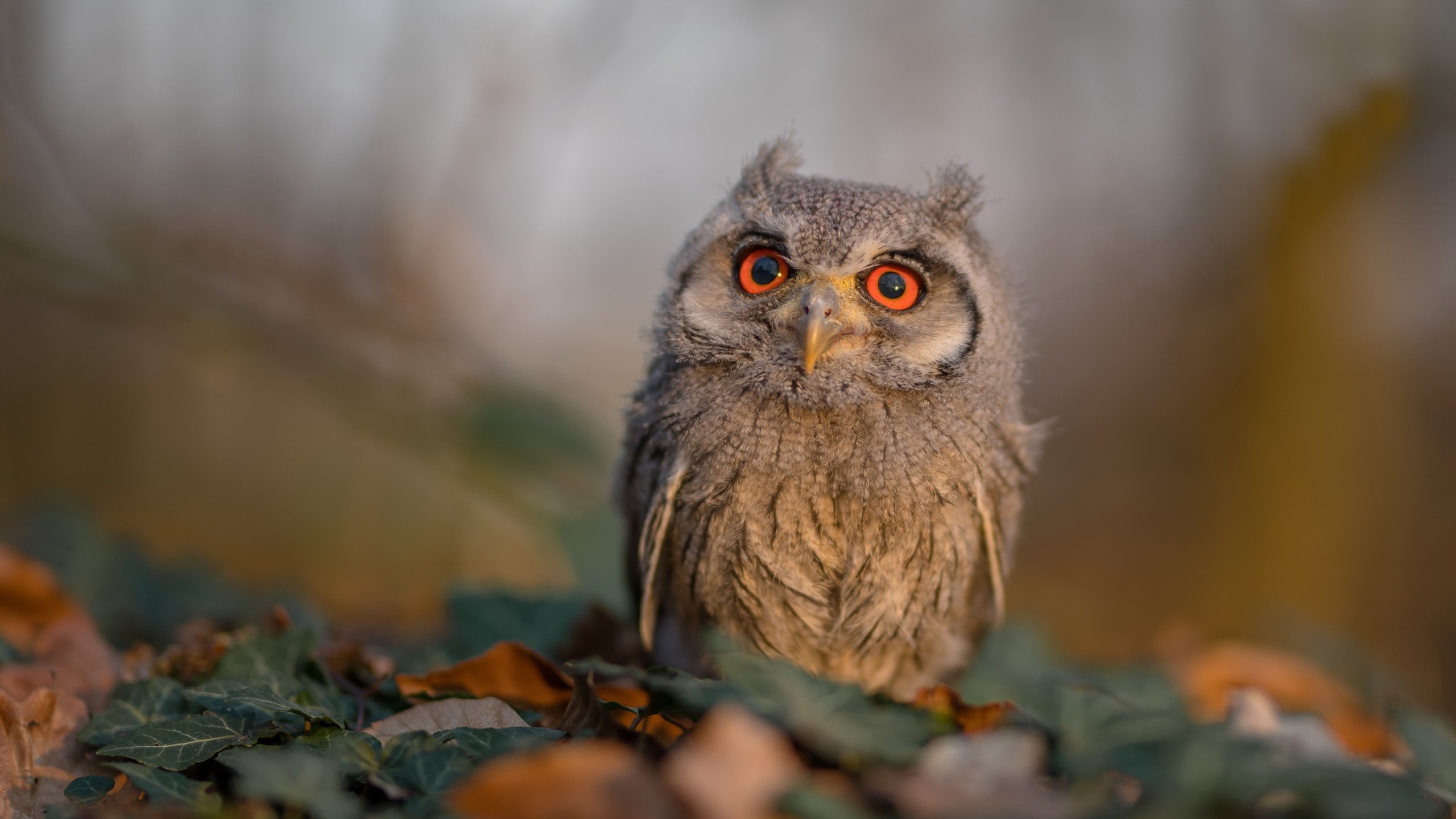 体操世锦赛,精湛技艺征服全场,体操世锦赛2021官网