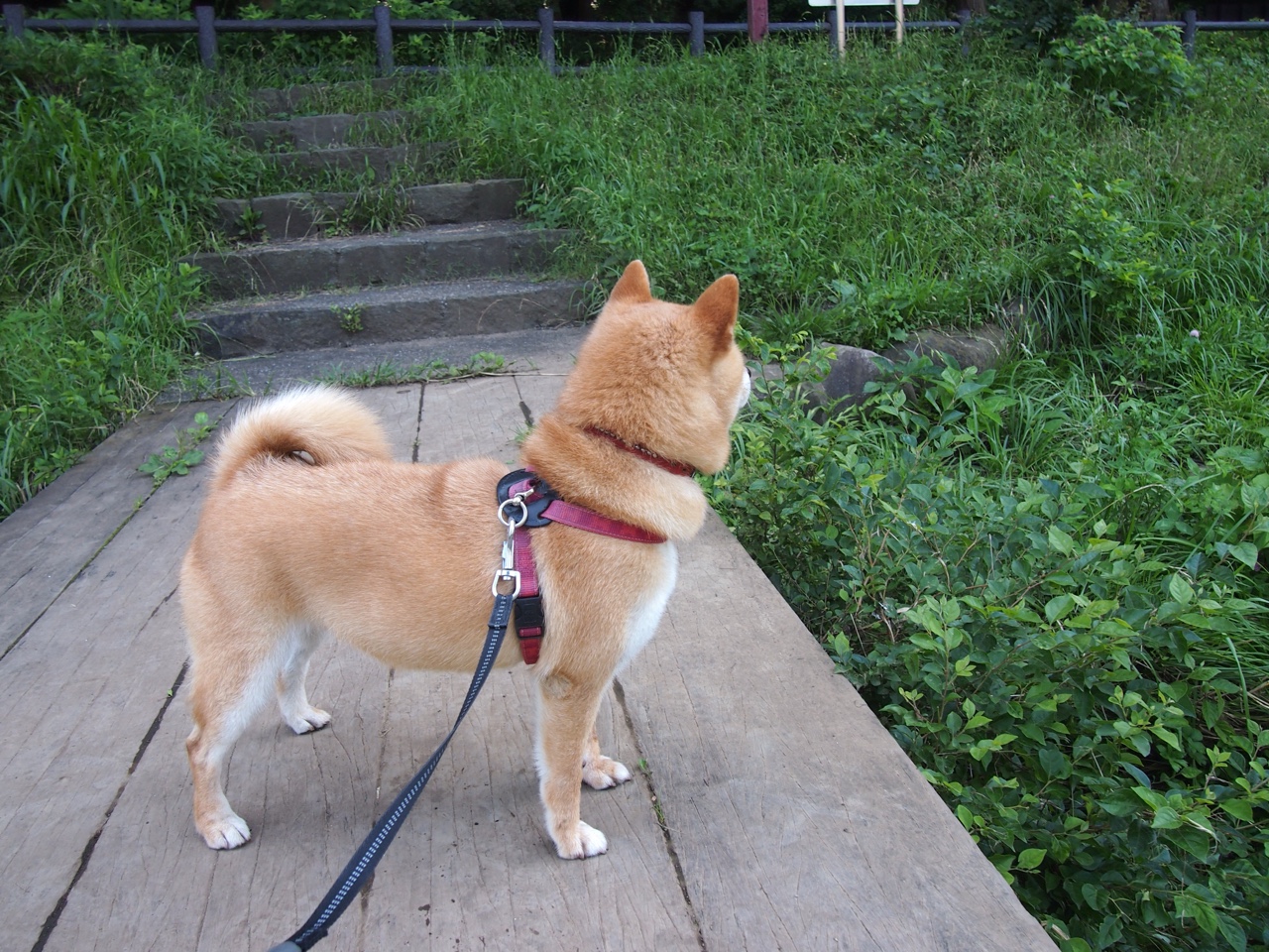 体操世锦赛,精湛技艺征服全场,体操世锦赛2021官网