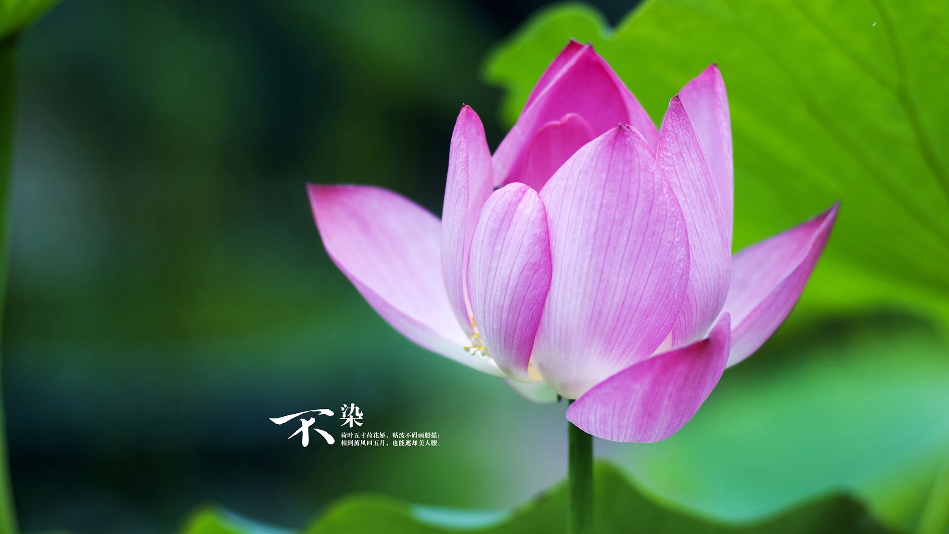 升班马雷恩火力全开，为保级努力，马里恩雷诺