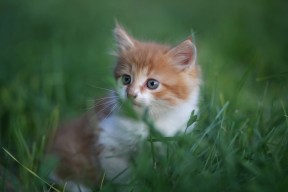 爱游戏娱乐-升班马雷恩火力全开，为保级努力，马里恩雷诺