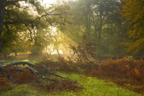 爱游戏娱乐平台-《电竞行业人才需求激增：从培训到职业路径全解析》，电竞人才的发展前景