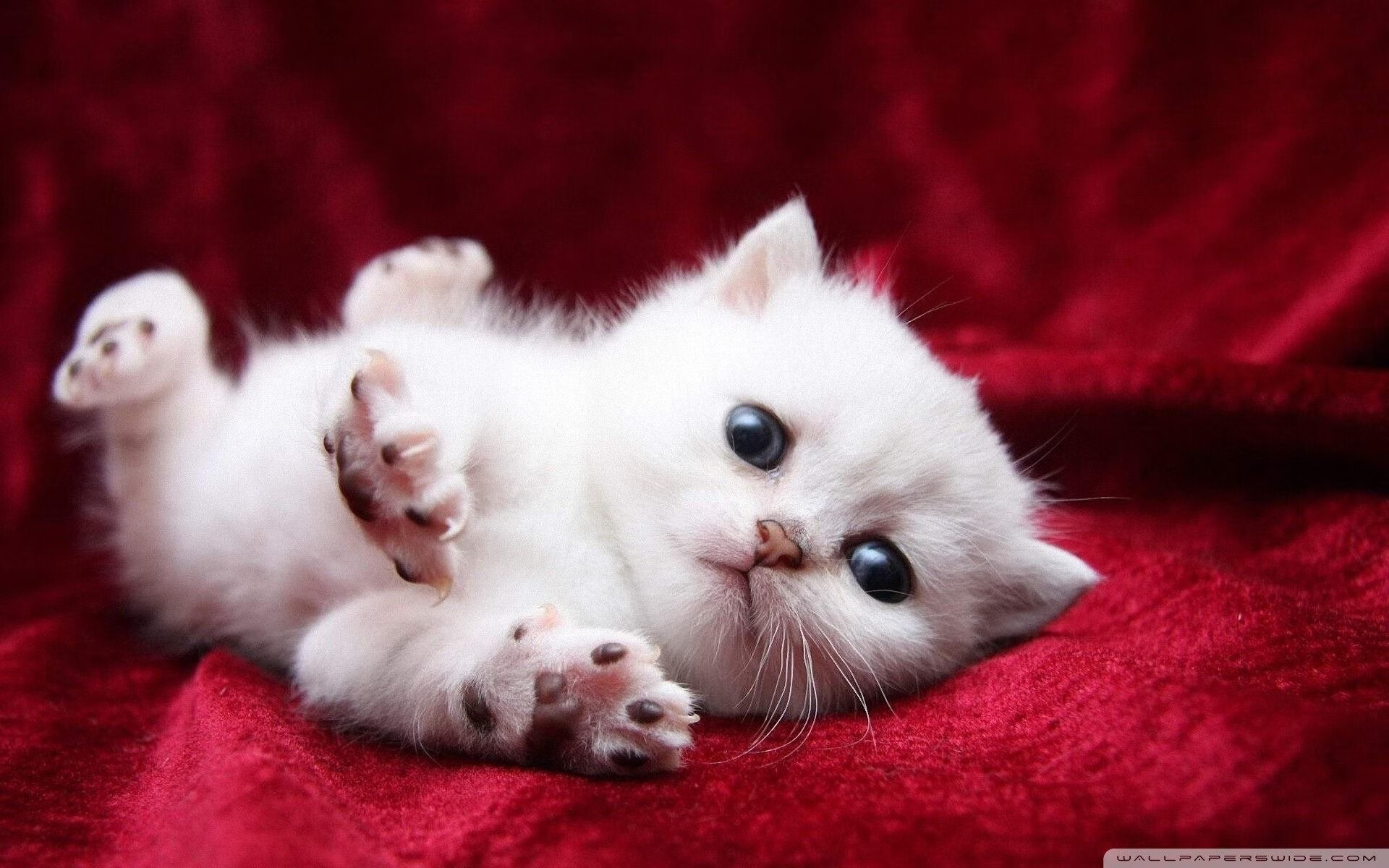 从开幕到收官:F1年度精彩瞬间集锦,2019年f1揭幕战中获得冠军的车队是